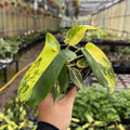 Variegated Florida Beauty Philodendron - 4" Live Rare Plant