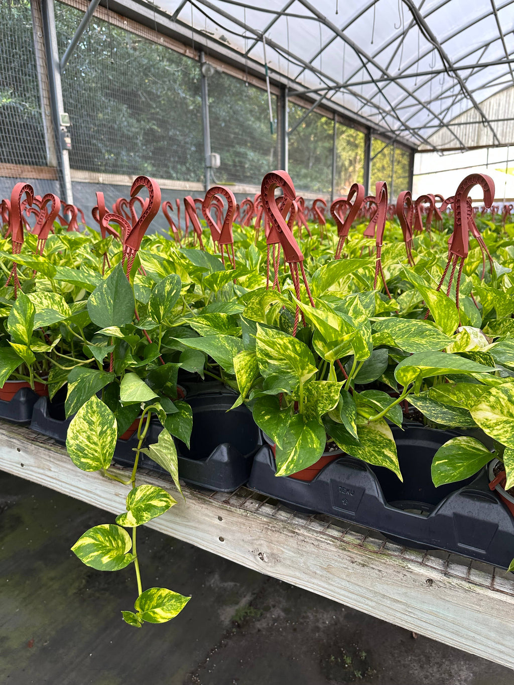 POTHOS Hawaiian HB Live Plant 6in