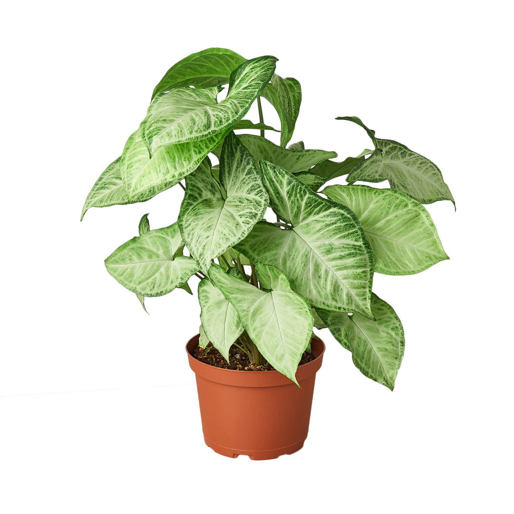 SYNGONIUM WHITE BUTTERFLY 6-inch