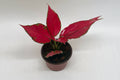 Chinese Evergreen 'Ruby Garuda'