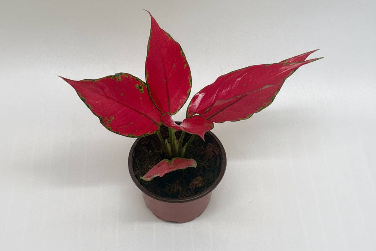 Chinese Evergreen 'Ruby Garuda'