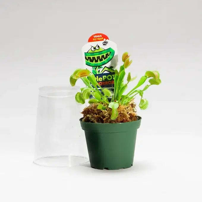 3" Venus Fly Trap - Dome