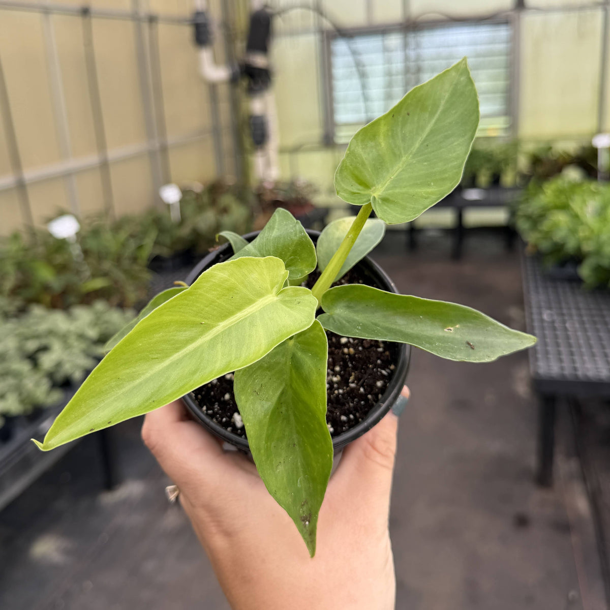 Philodendron Bob Cee Variegated - 4" Live Plant - Rare