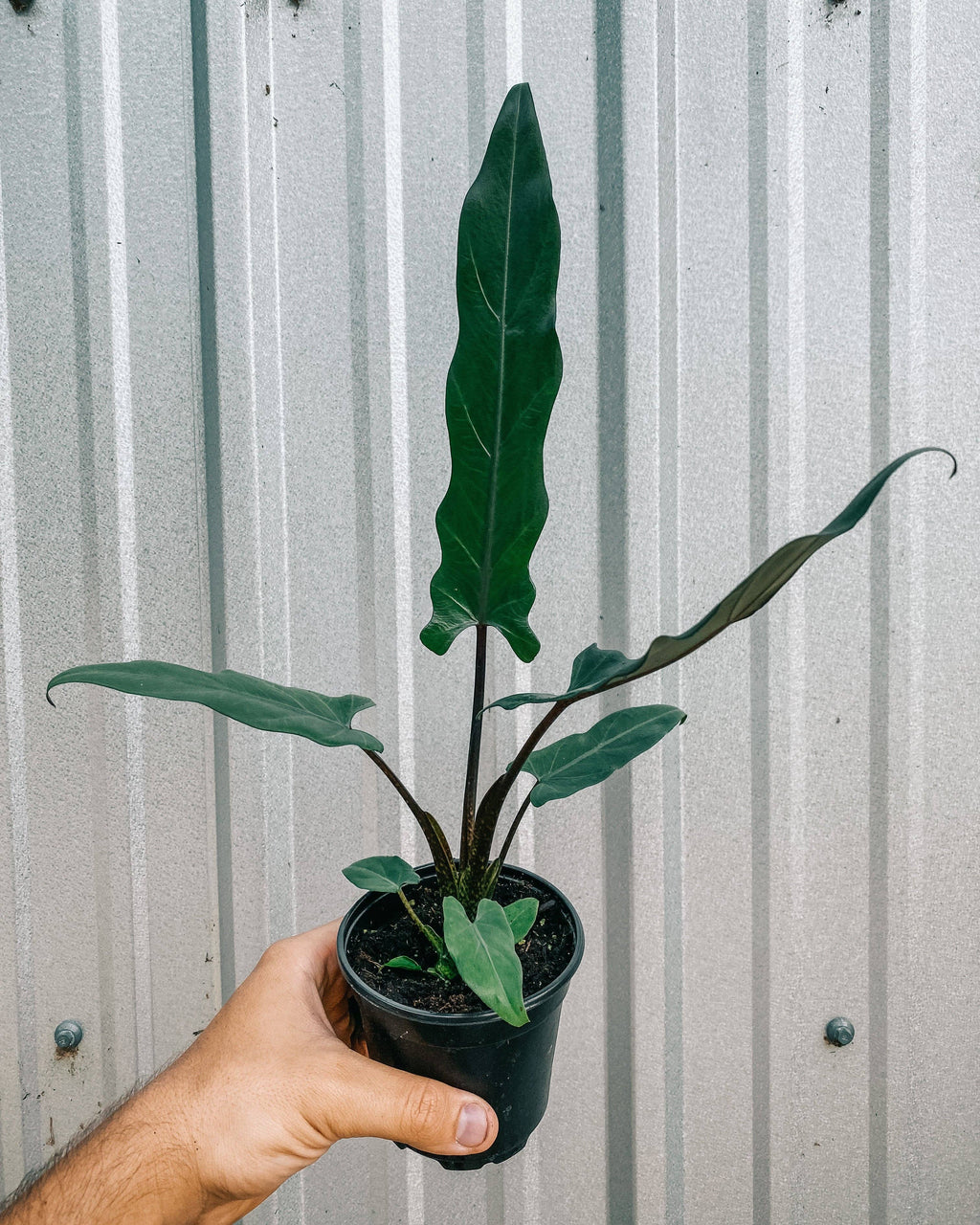 4" Alocasia Lauterbachiana 'Purple Sword'