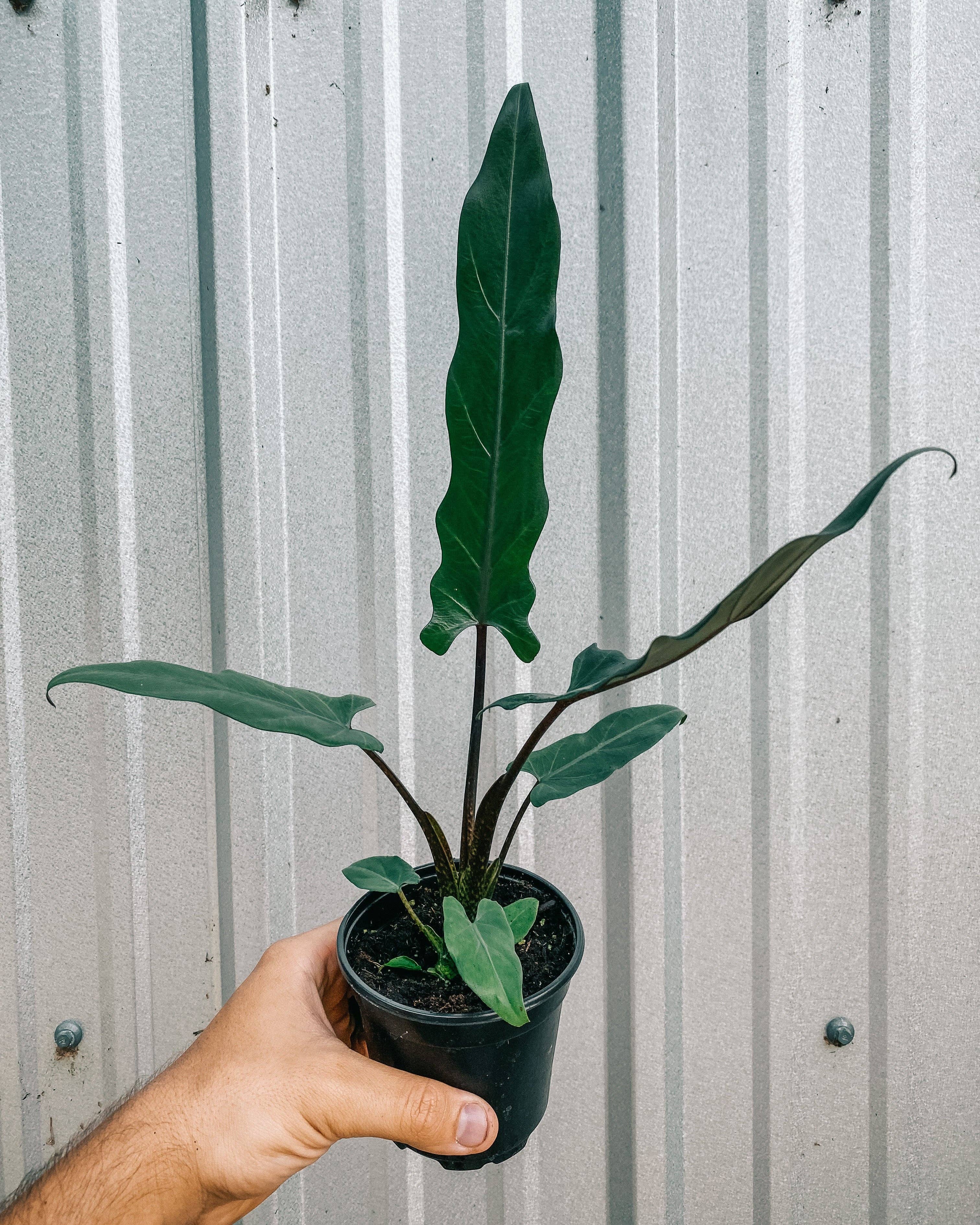 4" Alocasia Lauterbachiana 'Purple Sword'