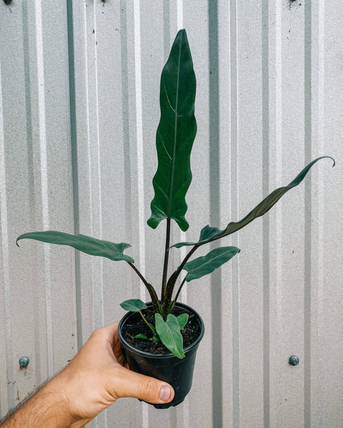 4" Alocasia Lauterbachiana 'Purple Sword'