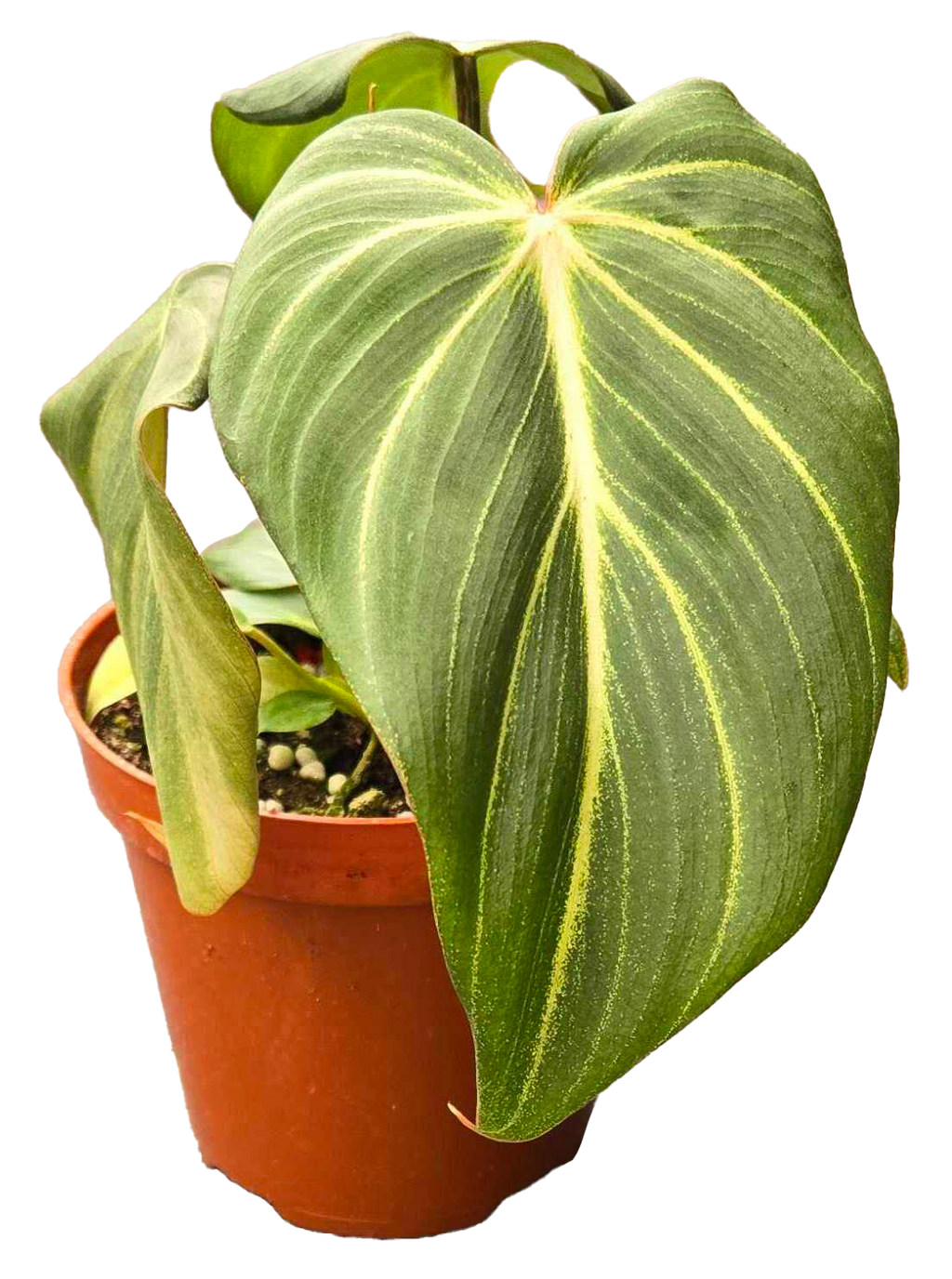 Philodendron Gloriosum 4 inch in Grower Pot