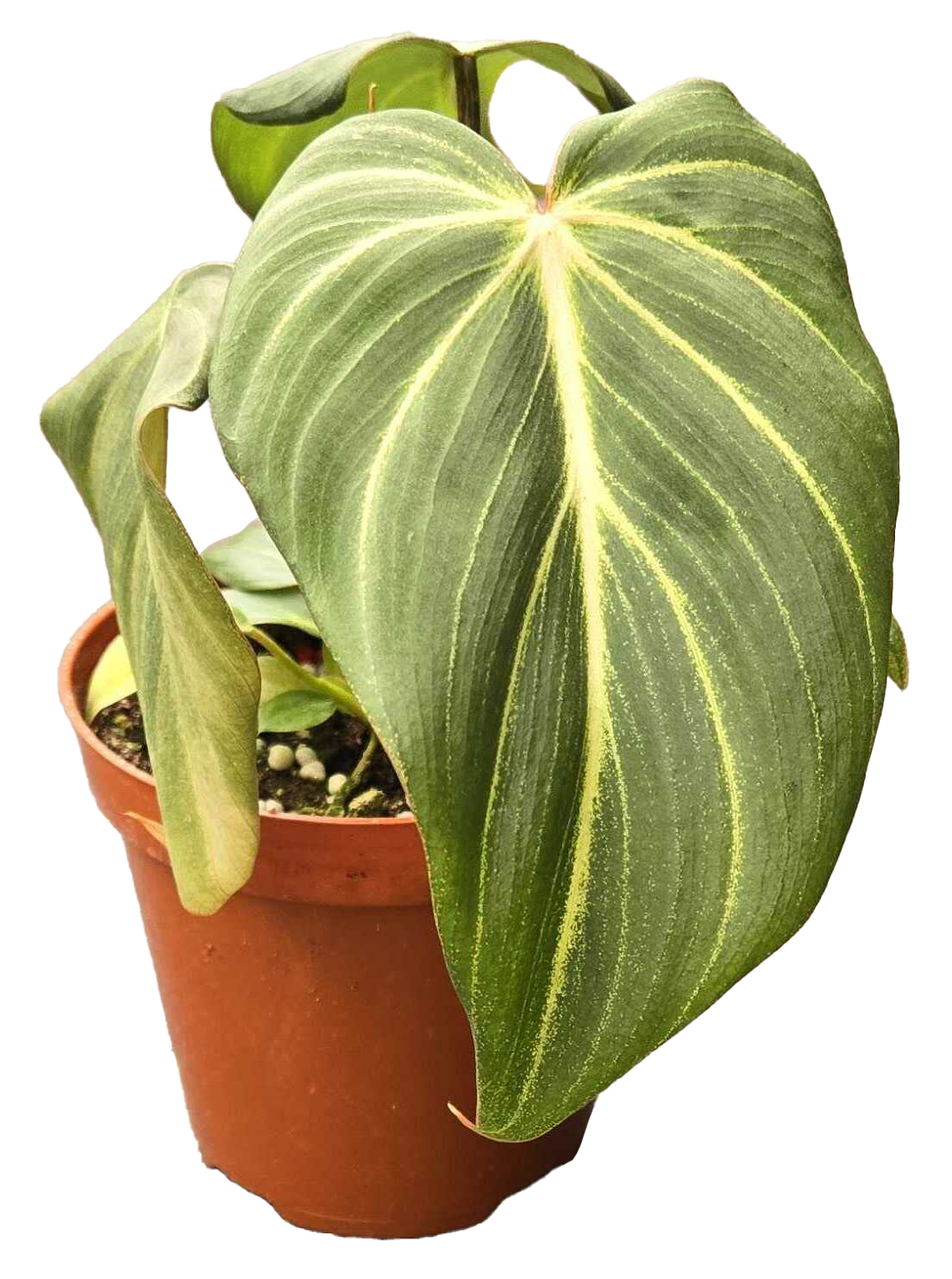 Philodendron Gloriosum 4 inch in Grower Pot