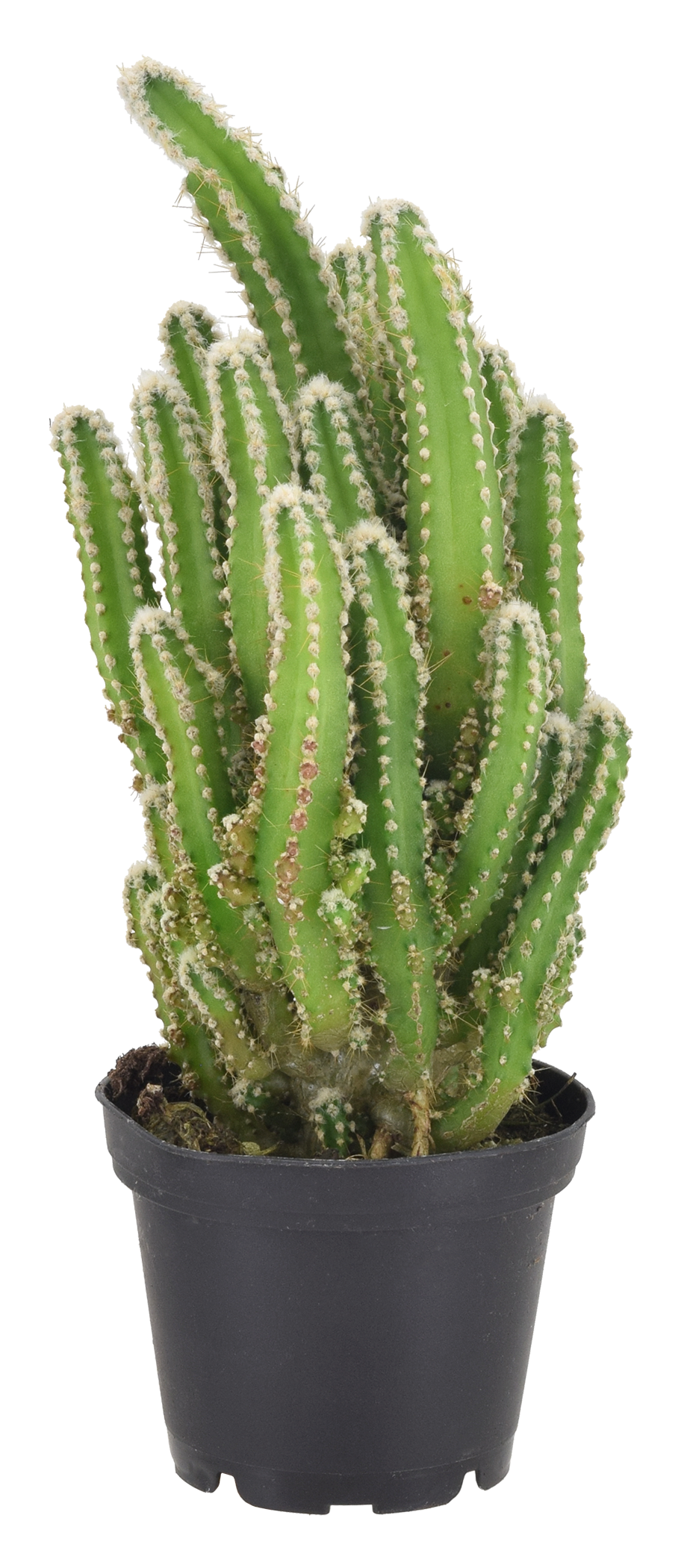 Fairy Castle Cactus 4 inch Grower Pot