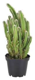 Fairy Castle Cactus 4 inch Grower Pot