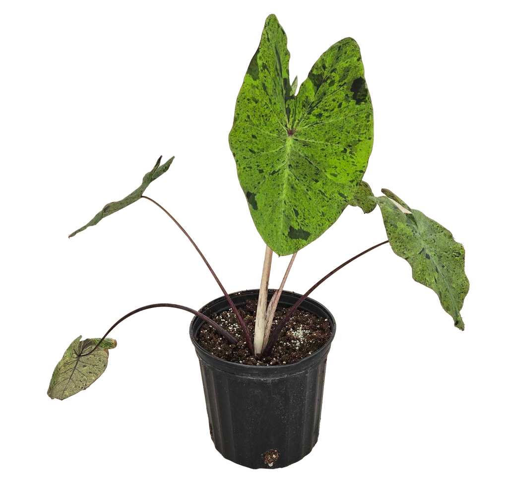 Colocasia Esculenta Mojito 4 inch Grower Pot