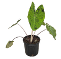 Colocasia Esculenta Mojito 4 inch Grower Pot