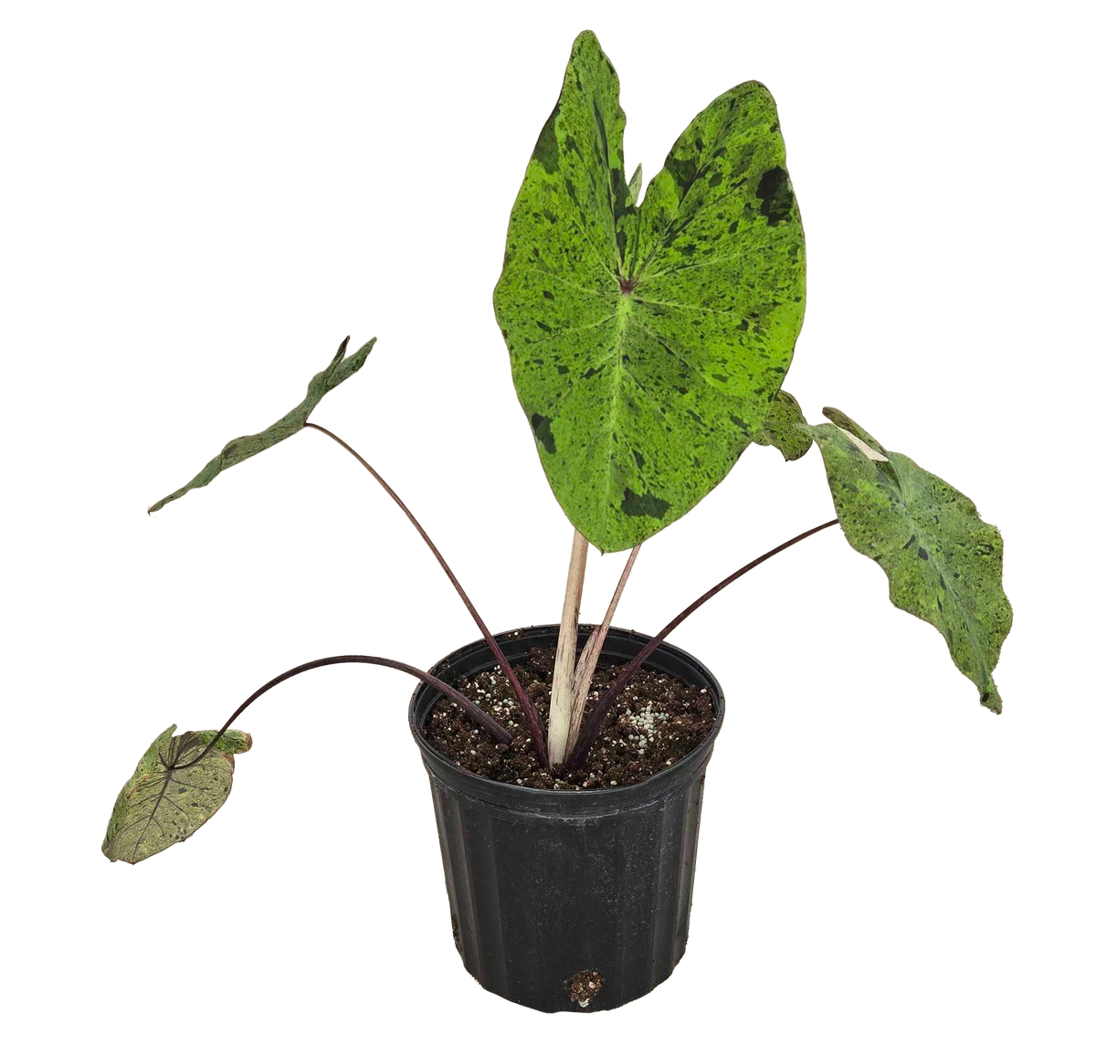 Colocasia Esculenta Mojito 4 inch Grower Pot