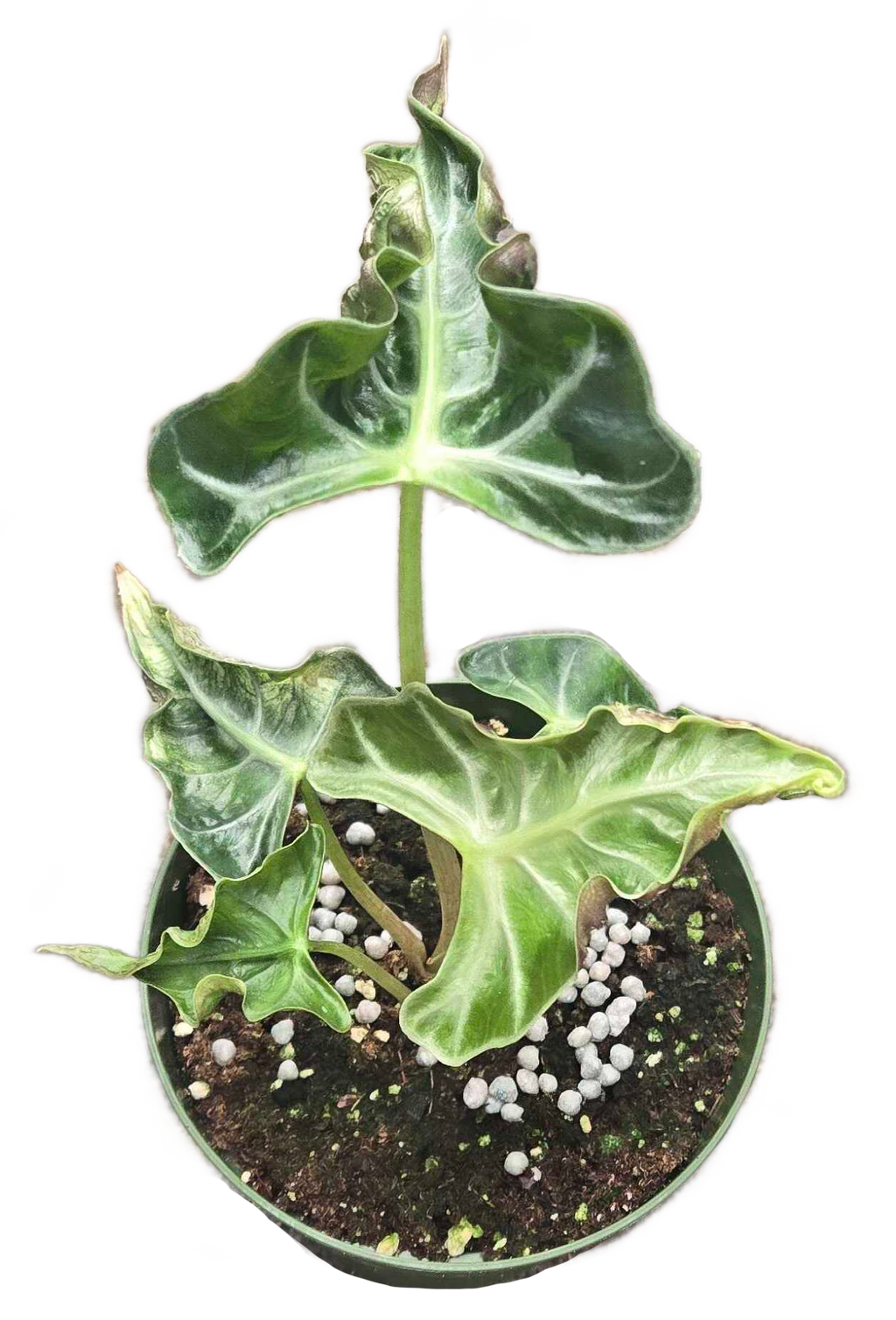 Alocasia Loco 4 inch Grower Pot