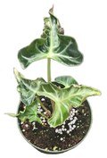 Alocasia Loco 4 inch Grower Pot