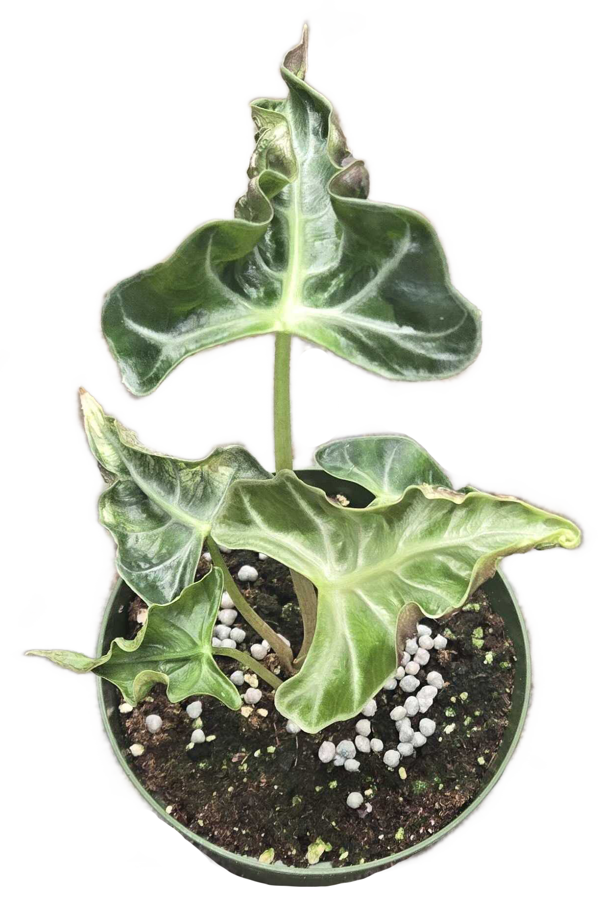 Alocasia Loco 4 inch Grower Pot