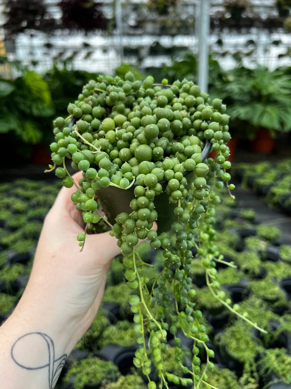 Senecio String of Pearls | Live Rooted Plant