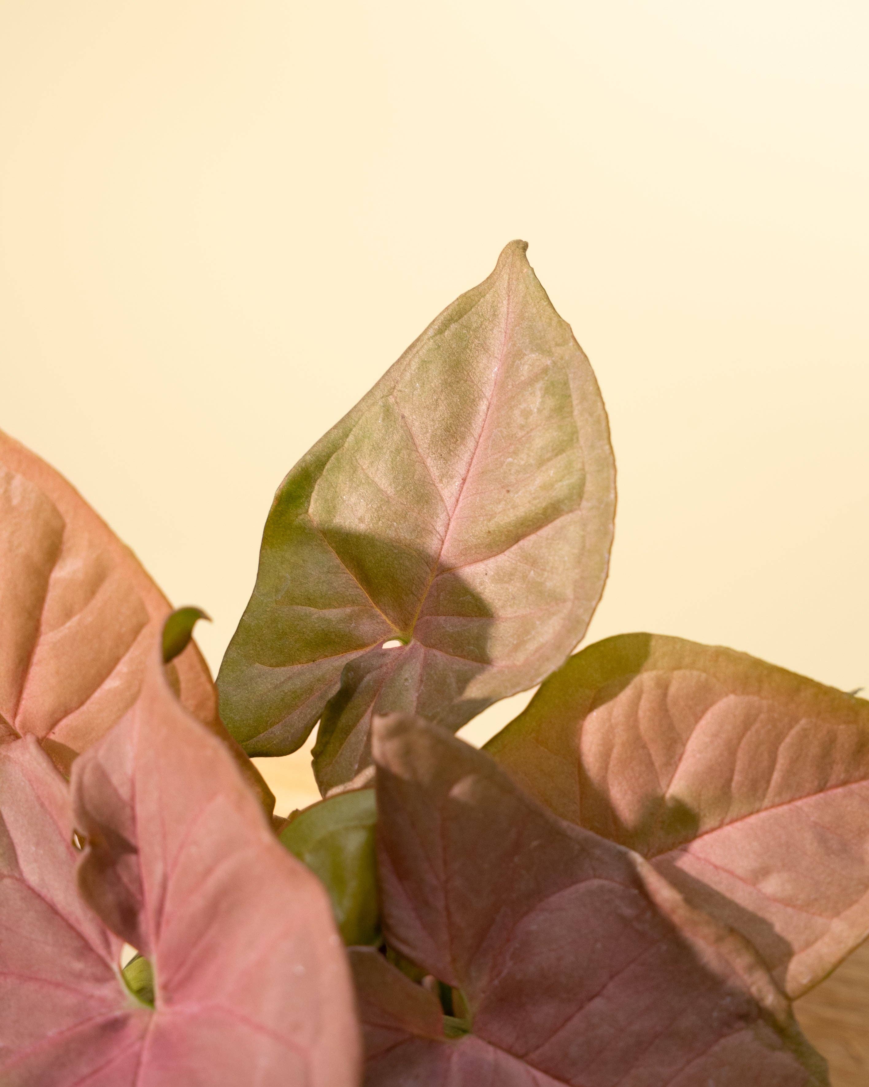 4" Syngonium 'Neon Pink'