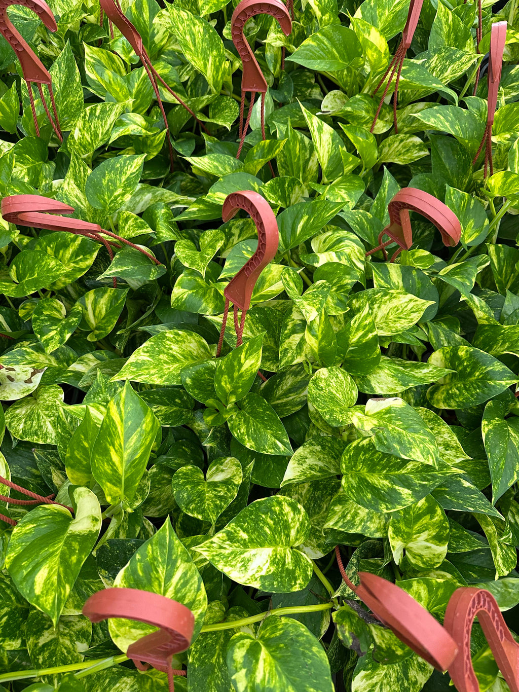 POTHOS Hawaiian HB Live Plant 6in