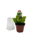 3" Sarracenia Pitcher Plant - Assorted