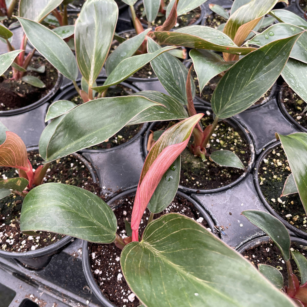 Kunzo bred Pink Philodendron Birkin - Live Plant - Rare