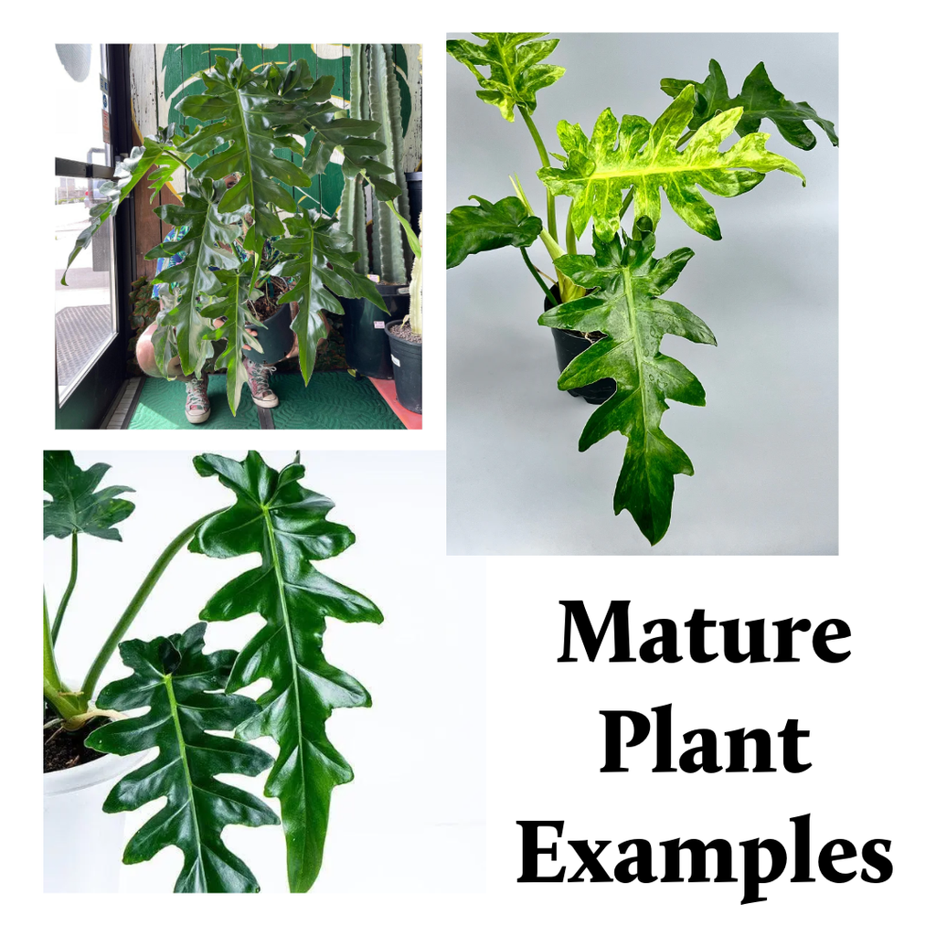 Philodendron Bob Cee Variegated - 4" Live Plant - Rare