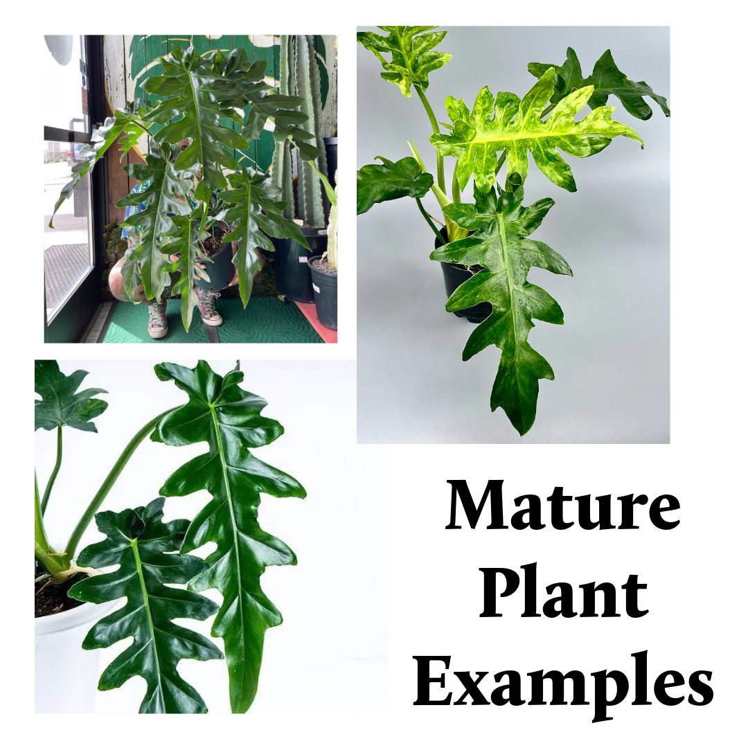 Philodendron Bob Cee Variegated - 4" Live Plant - Rare