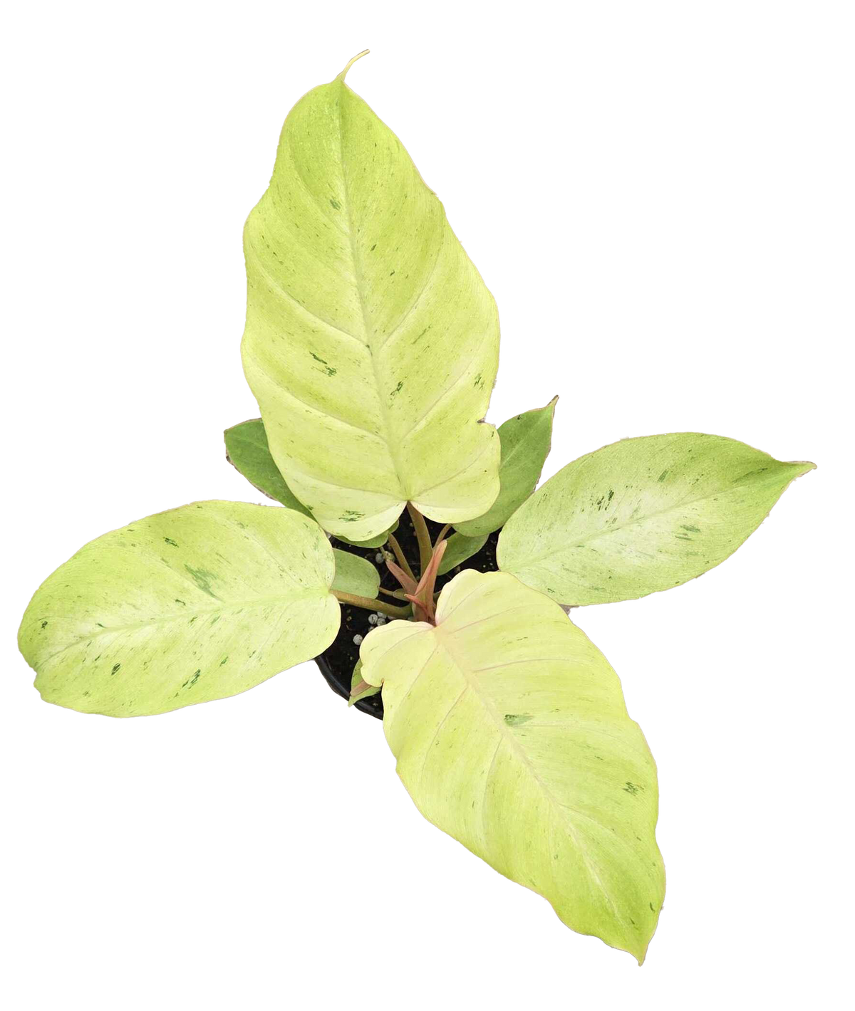 Philodendron Snowdrift 4 inch Grower Pot