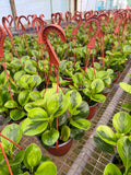 PEPEROMIA Obtusifolia ‘Lemon Lime’ Live Plant HB 6in