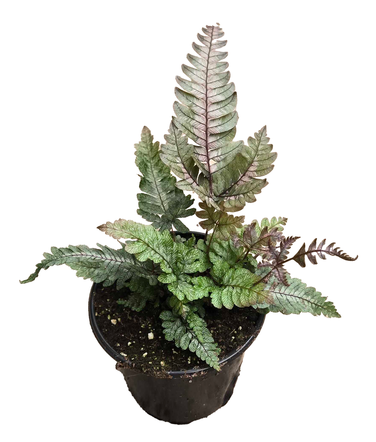 Fern Candy Striped Brake 4in Grow Pot