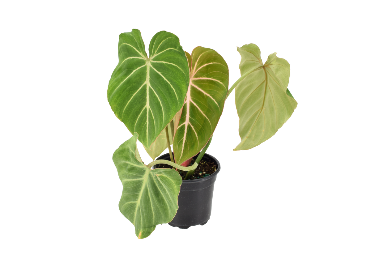 Philodendron Gloriosum 4 inch in Grower Pot