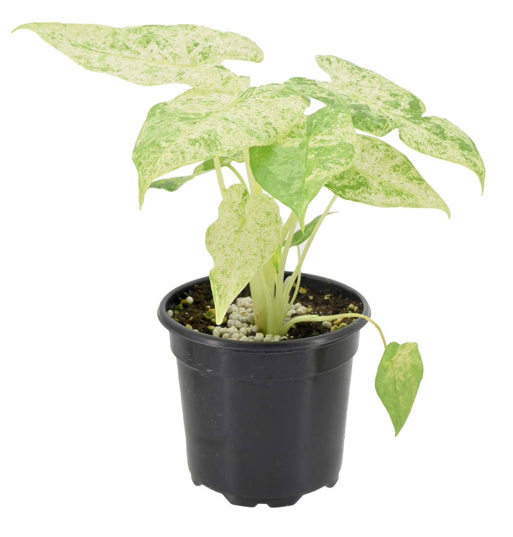 Alocasia Odora Batik Variegated 4 inch Grower Pot