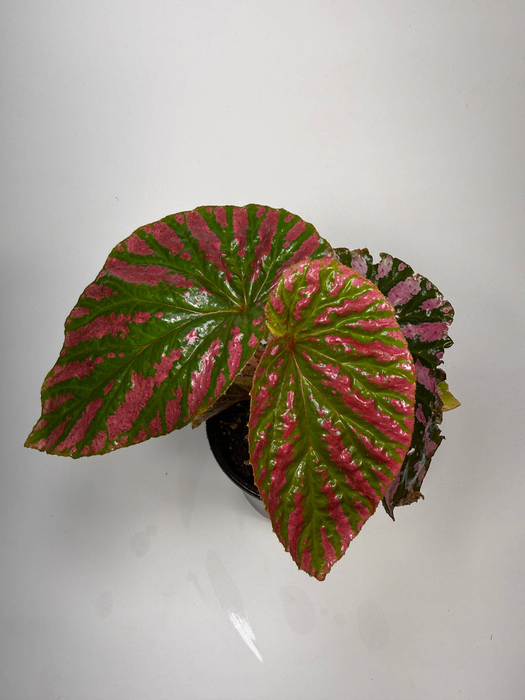 Begonia Brevifolia Exotica - 4" Pot