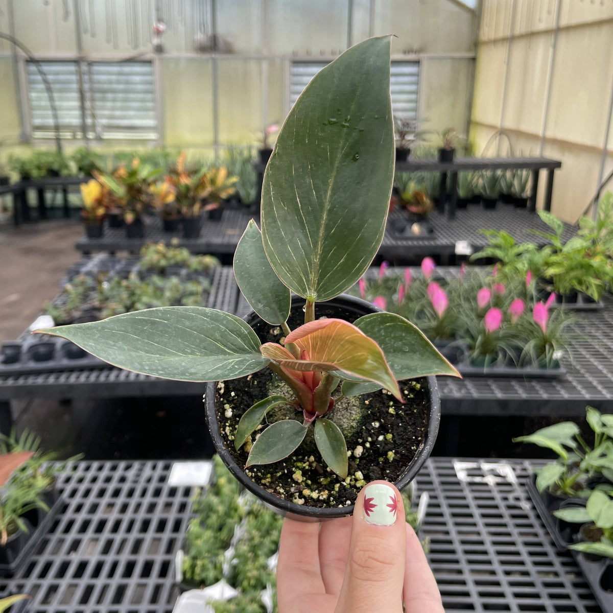 Kunzo bred Pink Philodendron Birkin - Live Plant - Rare