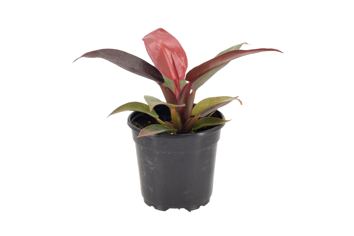 Philodendron Red Sun 4 inch Grower Pot