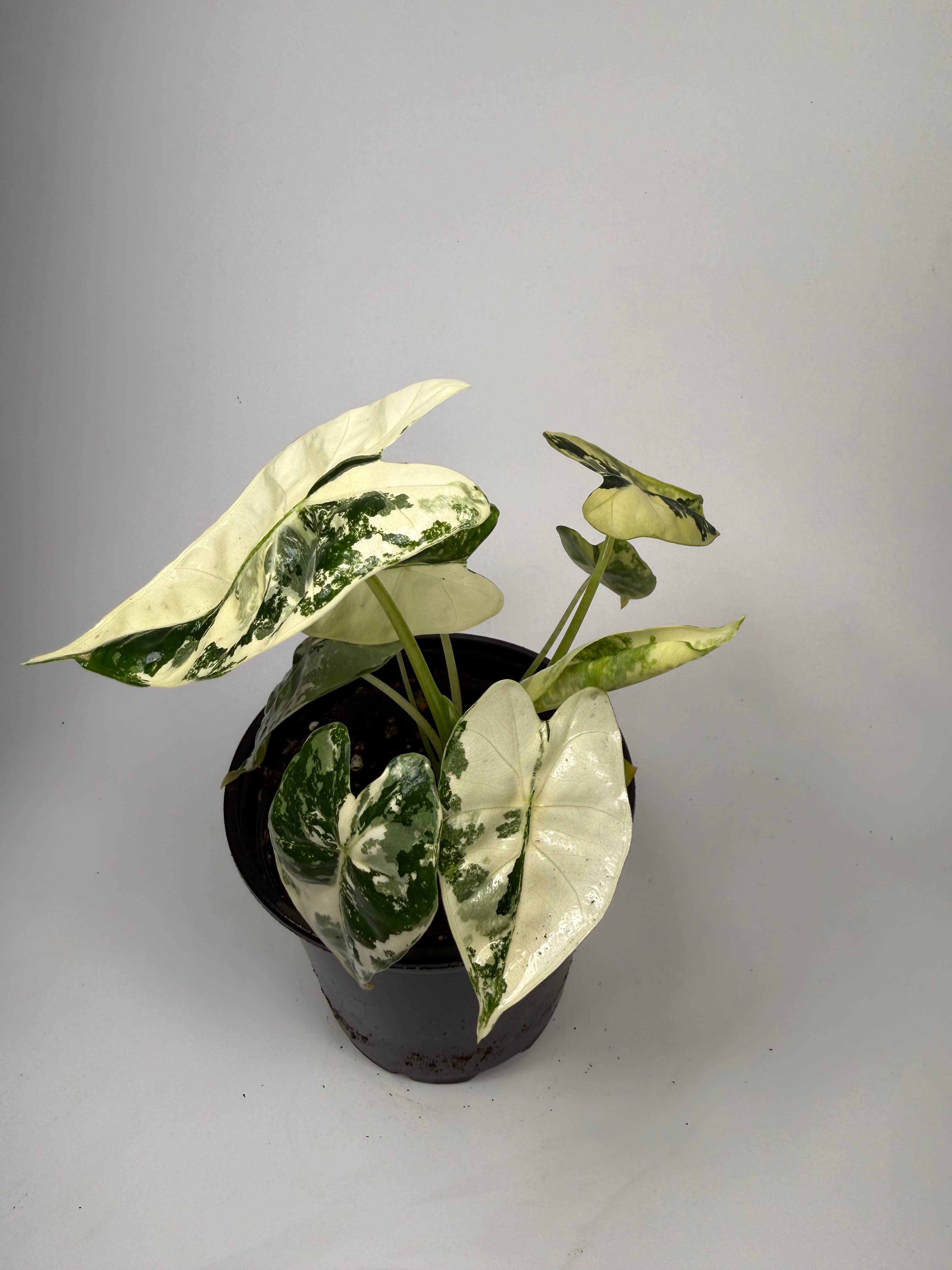 Alocasia Variegated Frydek - 4" Pot