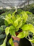 Pothos 'Neon Queen' - 6" Pot