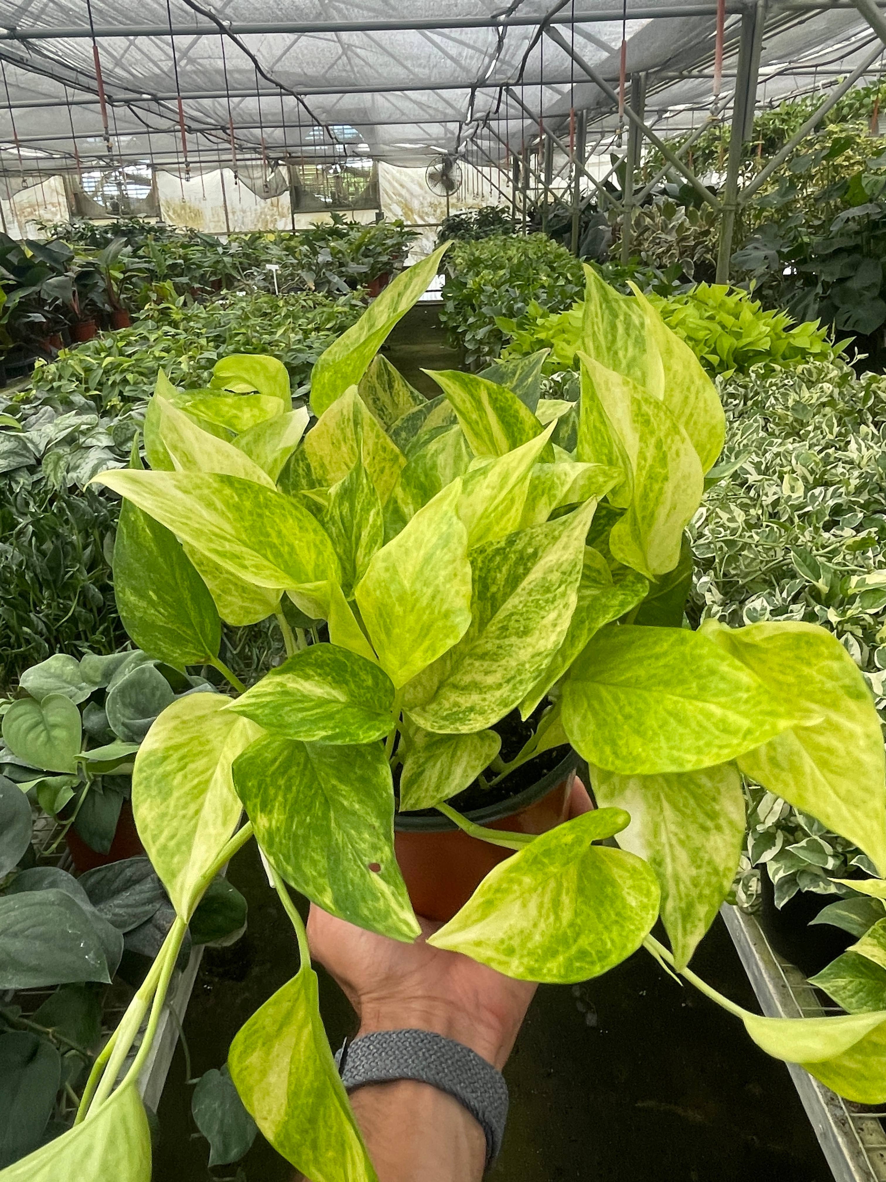 Pothos 'Neon Queen' - 6" Pot