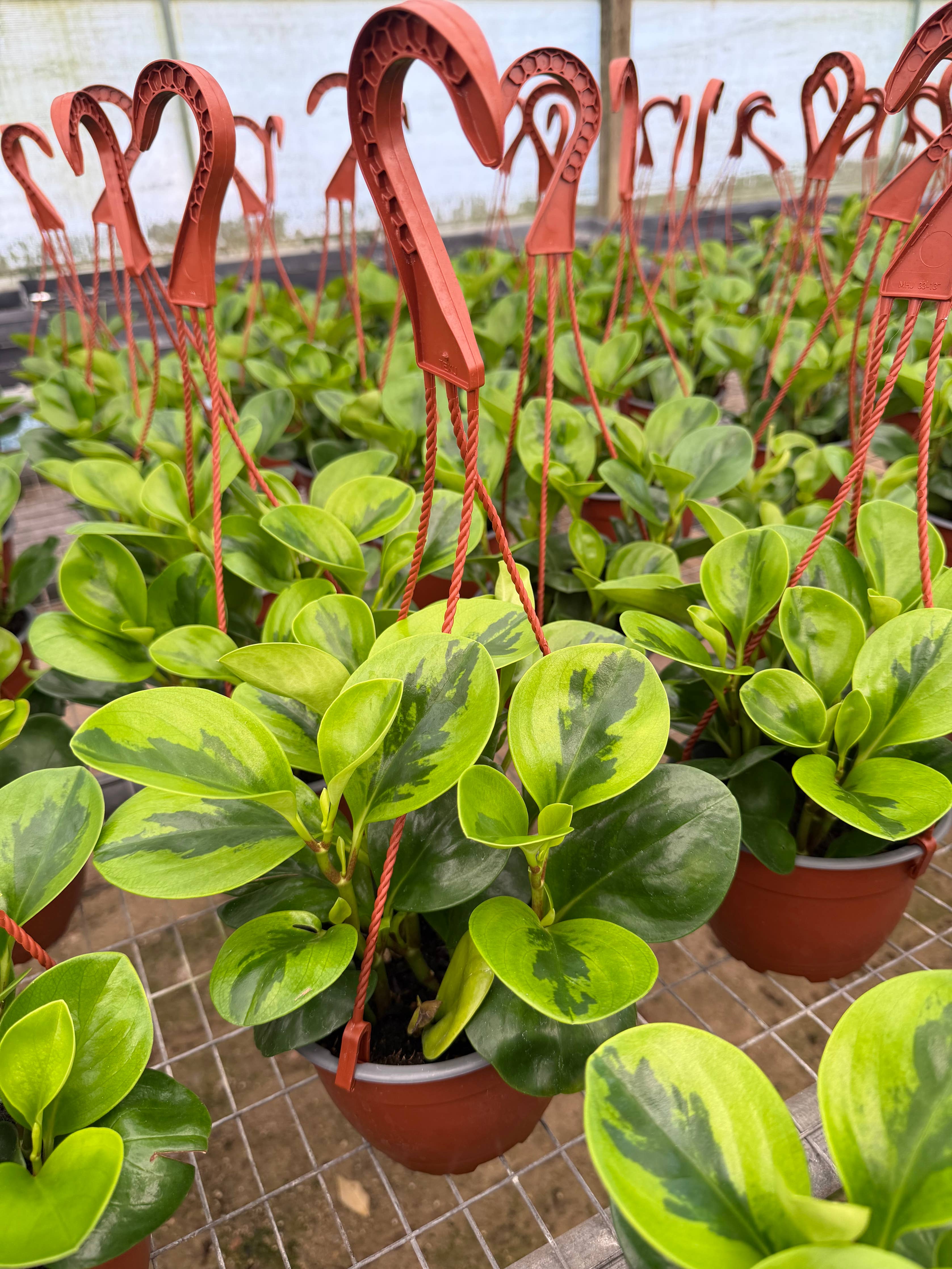 PEPEROMIA Obtusifolia ‘Lemon Lime’ Live Plant HB 6in