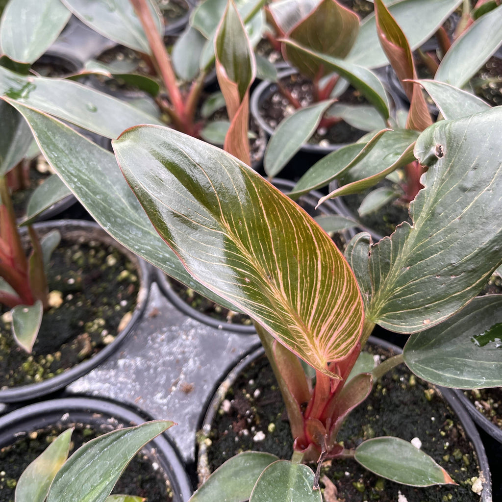Kunzo bred Pink Philodendron Birkin - Live Plant - Rare