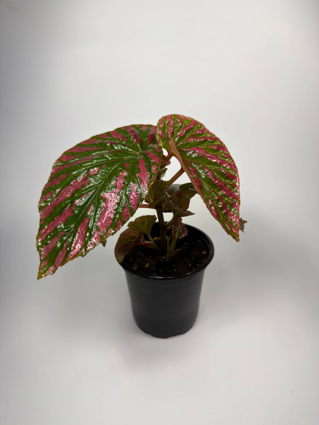 Begonia Brevifolia Exotica - 4" Pot