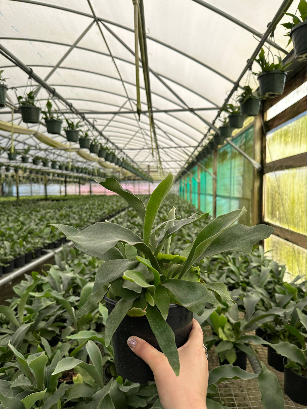 FERN Staghorn Netherlands Live Plant 6in