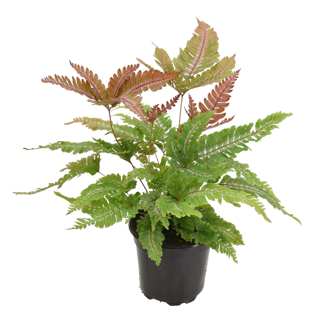Fern Candy Striped Brake 4in Grow Pot