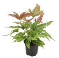 Fern Candy Striped Brake 4in Grow Pot