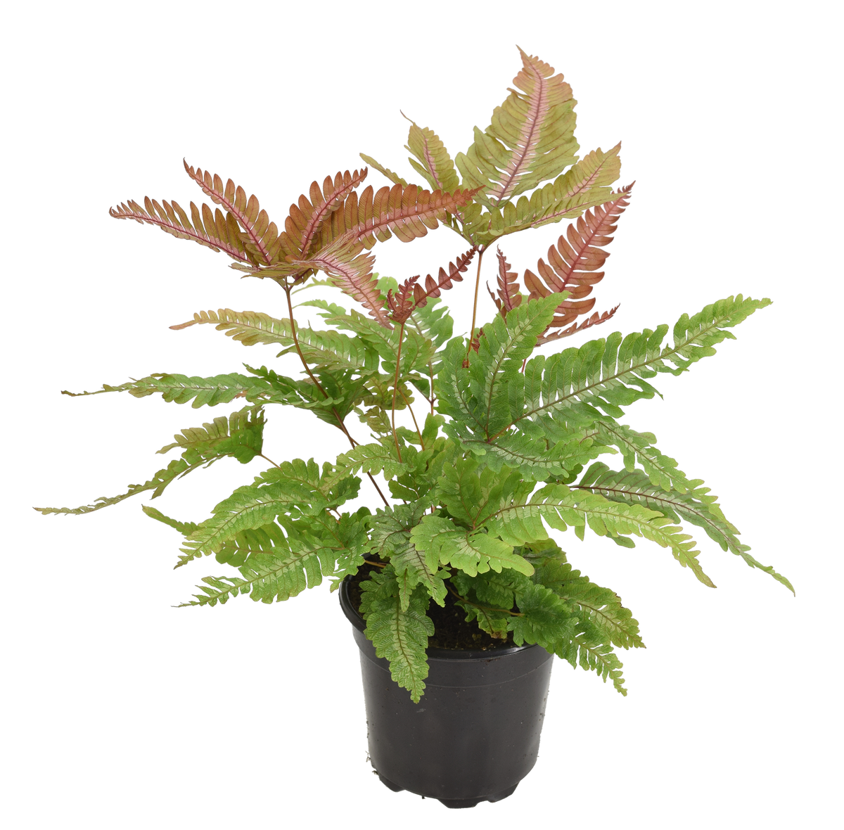 Fern Candy Striped Brake 4in Grow Pot
