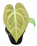 Anthurium Magnificum x Silver Blush Hybrid 4in Grow Pot