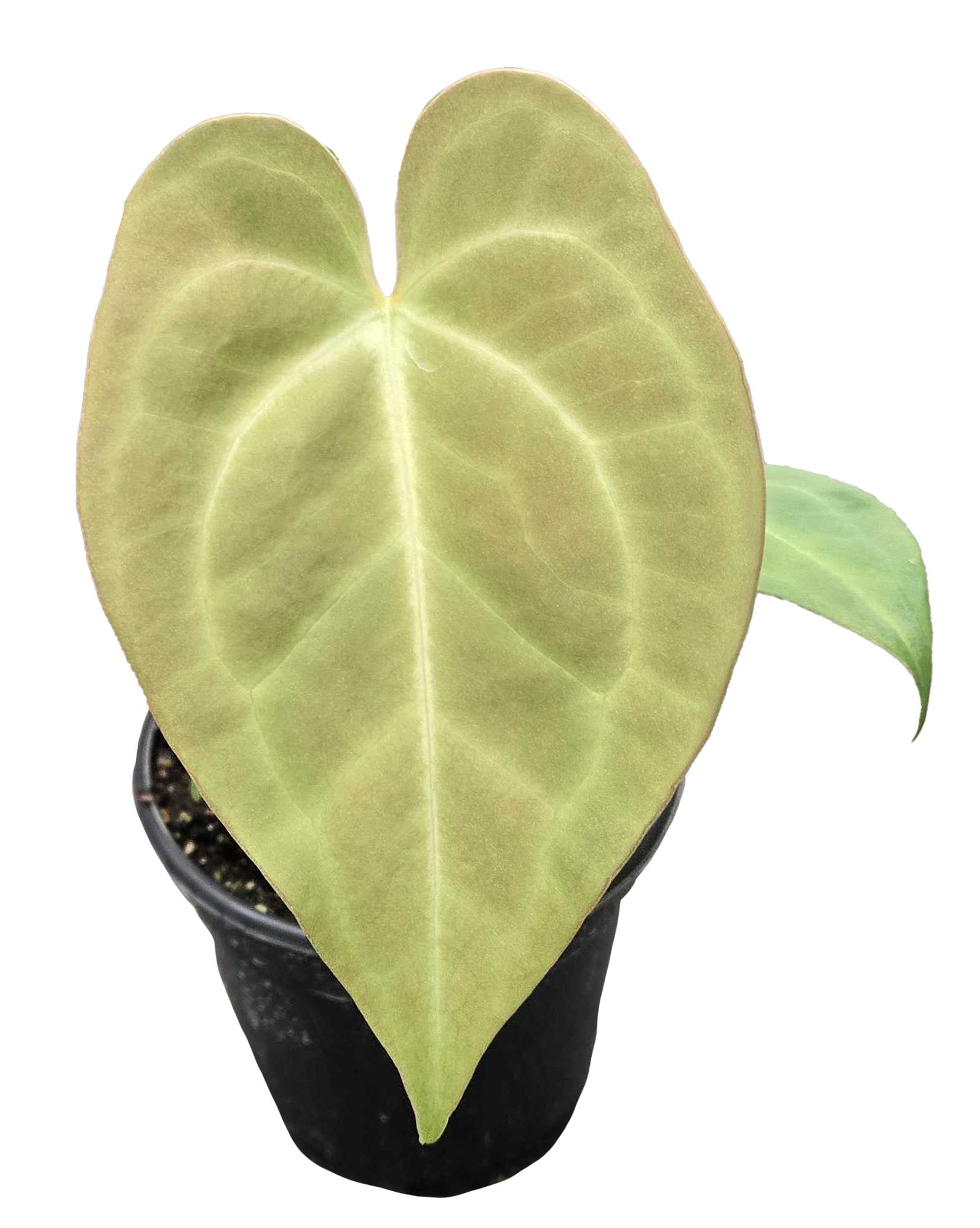 Anthurium Magnificum x Silver Blush Hybrid 4in Grow Pot