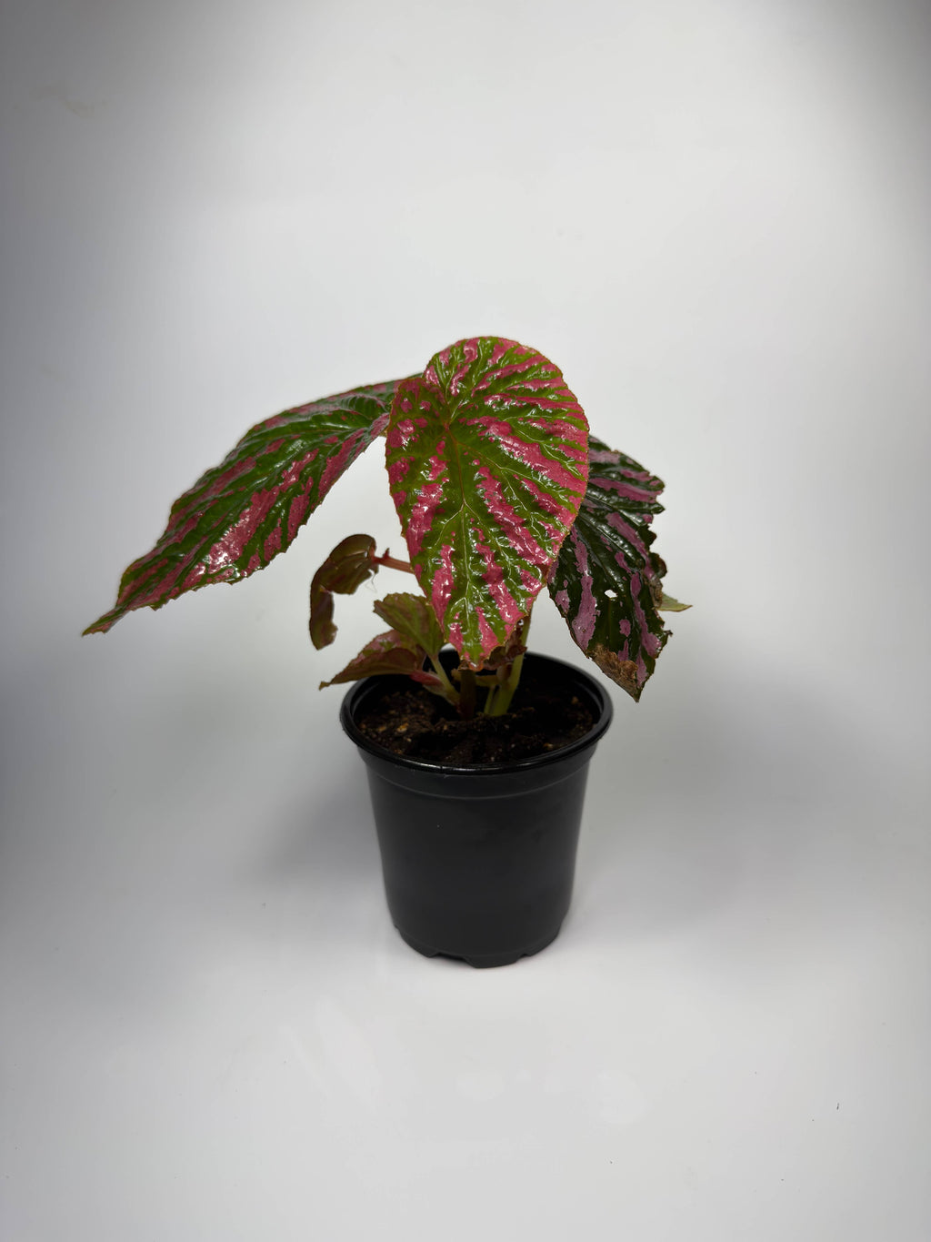 Begonia Brevifolia Exotica - 4" Pot
