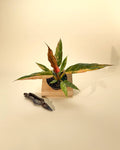 4" Variegated Philodendron Caramel Marble 'Heatwave'