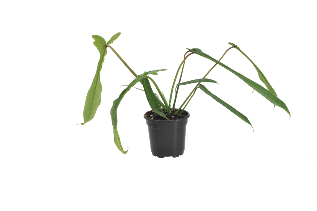 Philodendron Joepii 4 inch in Grower Pot